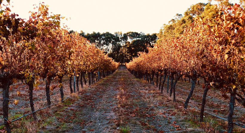 Stonefish Vineyard